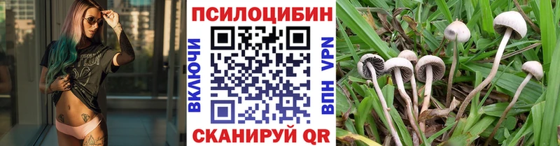 где продают   кракен tor  Псилоцибиновые грибы Psilocybine cubensis  Шенкурск 